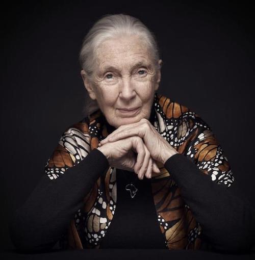 Jane Goodall est la marraine du World Impact Summit 2024 à Bordeaux sur la transition écologique et sociale.